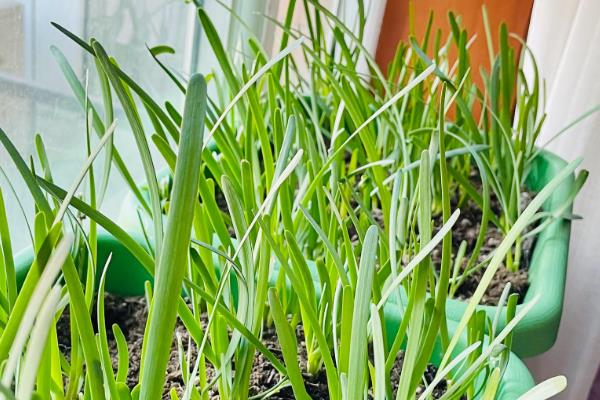 家庭如何种韭菜,尽量不要扎堆种植