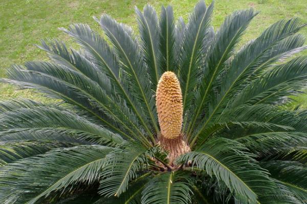 铁树的好处，可供观赏且有药用价值