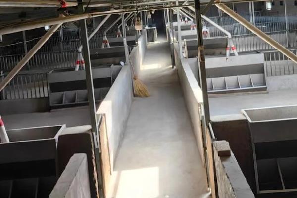 猪舍如何建造，应建造在地势比较高的地带