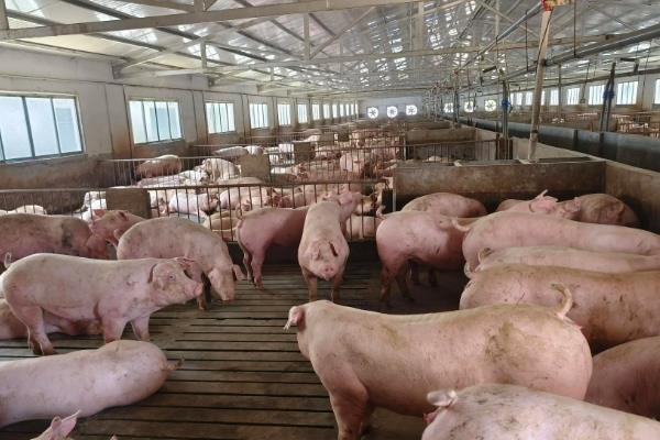 猪舍如何建造，应建造在地势比较高的地带