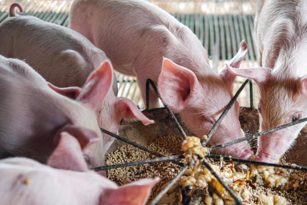 猪舍如何建造，应建造在地势比较高的地带