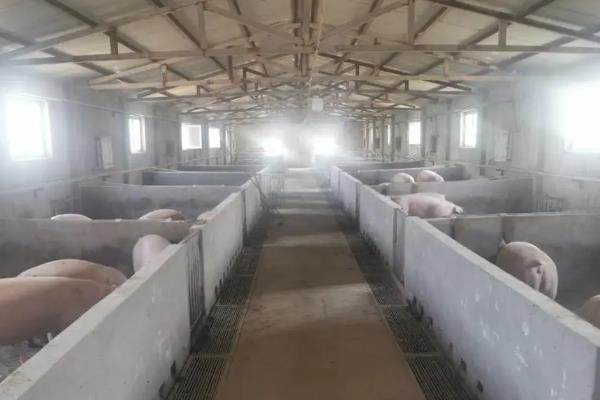 猪舍如何建造，应建造在地势比较高的地带