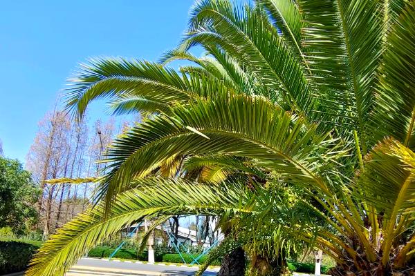 铁树的好处，可供观赏且有药用价值