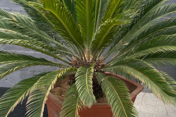 铁树的好处，可供观赏且有药用价值