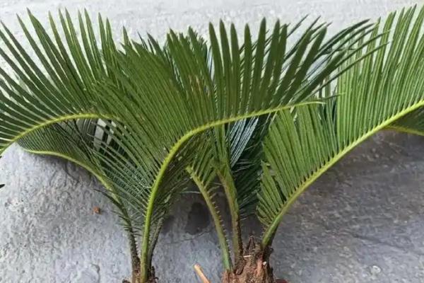 铁树的好处，可供观赏且有药用价值