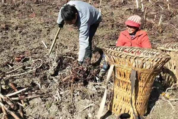 木香的收获时间，集中在10月底至11月份