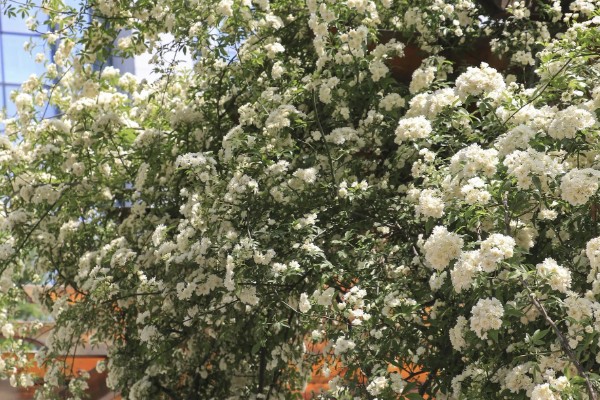 木香的收获时间，集中在10月底至11月份