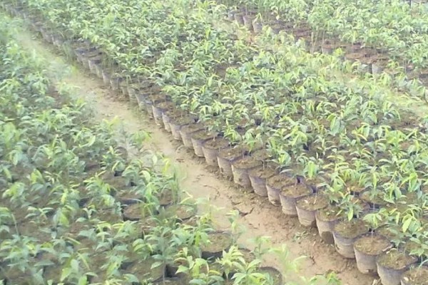 木香的收获时间，集中在10月底至11月份