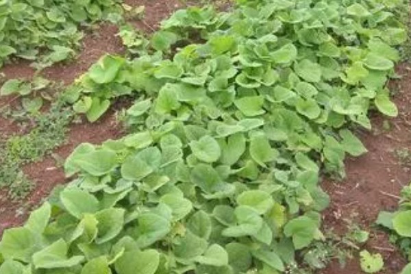 木香的收获时间，集中在10月底至11月份