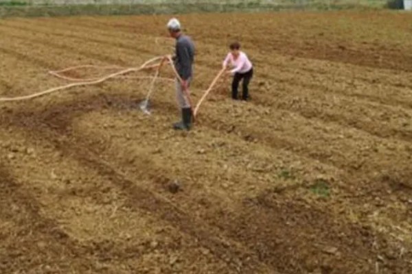 木香的收获时间，集中在10月底至11月份