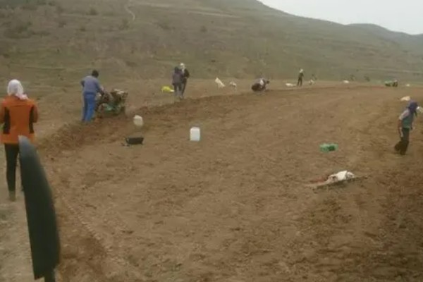 木香的收获时间，集中在10月底至11月份