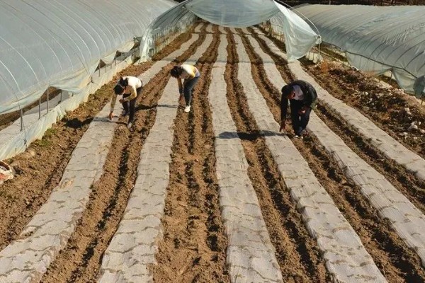 木香的收获时间，集中在10月底至11月份