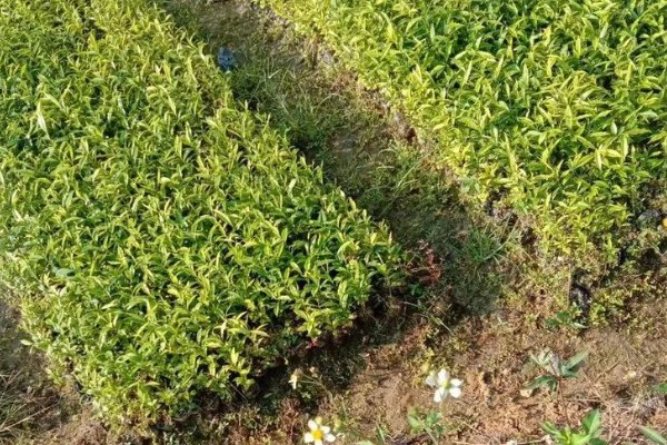 木香的收获时间，集中在10月底至11月份