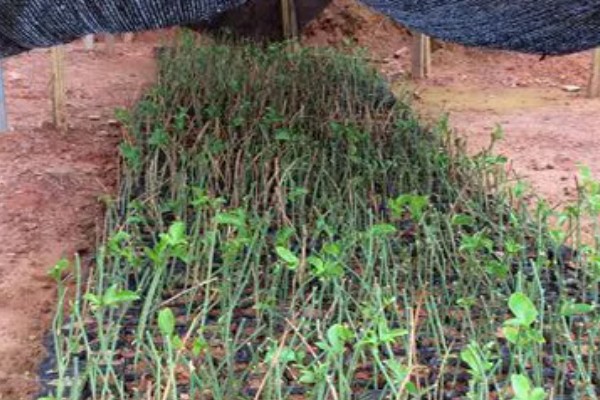 木香的收获时间，集中在10月底至11月份