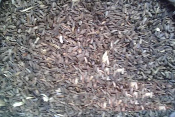 木香的收获时间，集中在10月底至11月份