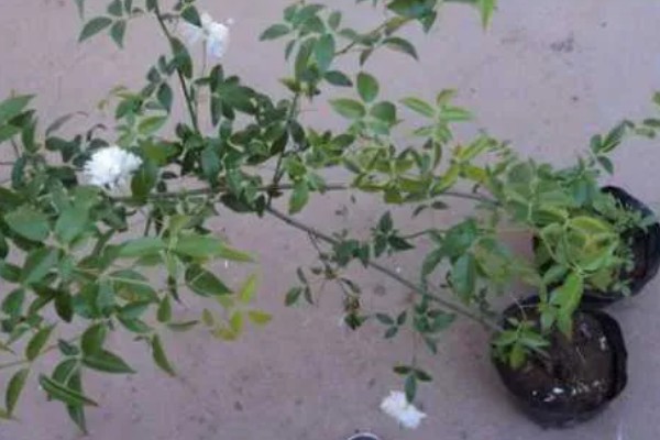 木香的收获时间，集中在10月底至11月份