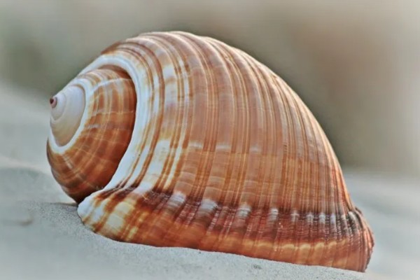 海螺能听到海的声音吗，不一定能听到海的声音