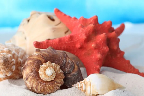 海螺能听到海的声音吗，不一定能听到海的声音