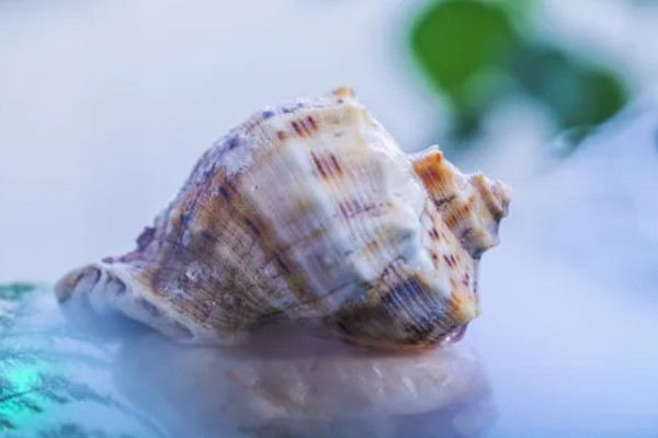 海螺能听到海的声音吗，不一定能听到海的声音