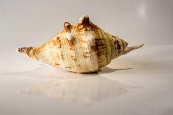 海螺能听到海的声音吗，不一定能听到海的声音