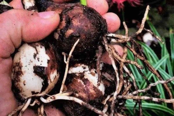 彼岸花怎么繁殖，分球法繁殖最简单