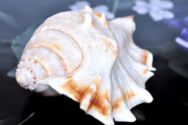 海螺能听到海的声音吗，不一定能听到海的声音