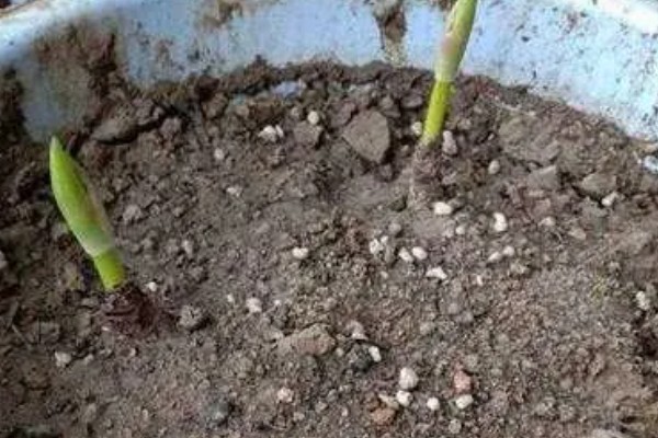 彼岸花怎么繁殖，分球法繁殖最简单