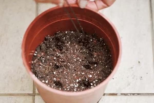 彼岸花怎么繁殖，分球法繁殖最简单