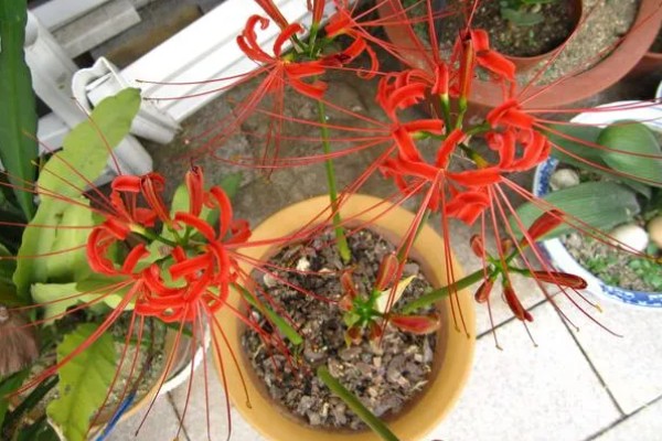 彼岸花怎么繁殖，分球法繁殖最简单