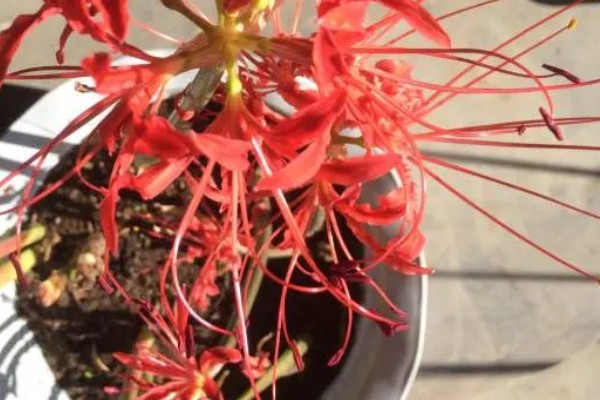 彼岸花怎么繁殖，分球法繁殖最简单