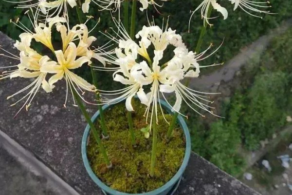 彼岸花怎么繁殖，分球法繁殖最简单