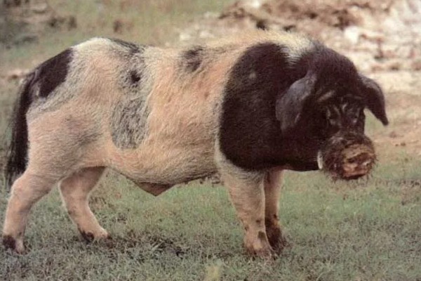 赣中南花猪的简介，体型中等偏大