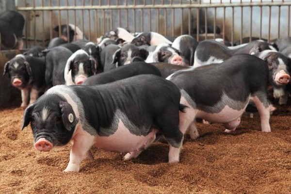 赣中南花猪的简介，体型中等偏大