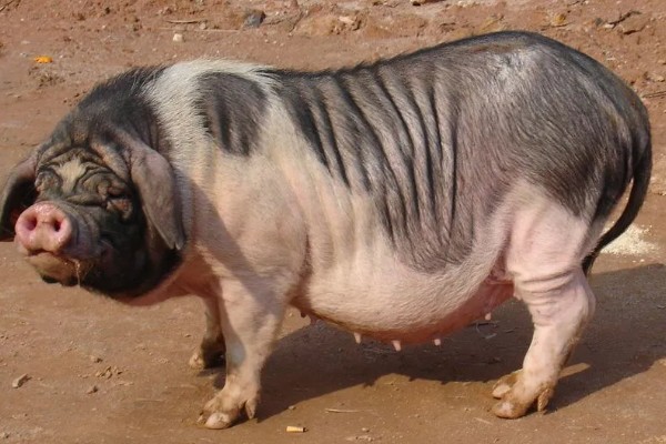 赣中南花猪的简介，体型中等偏大