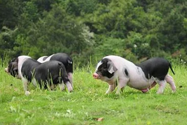 赣中南花猪的简介，体型中等偏大