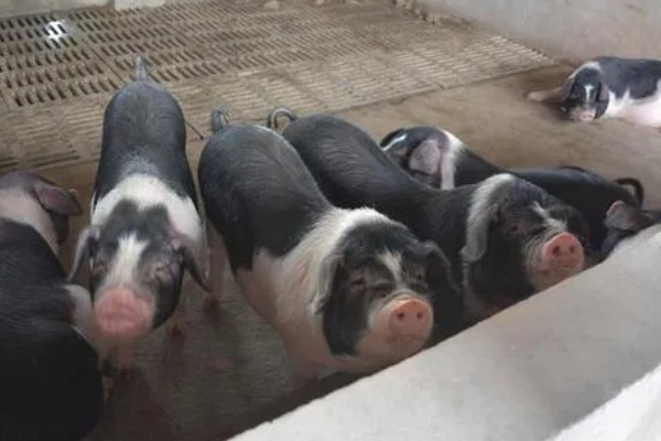 赣中南花猪的简介，体型中等偏大