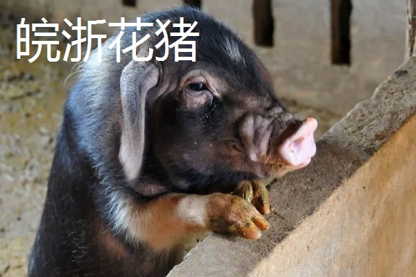 赣中南花猪的简介，体型中等偏大