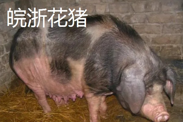 赣中南花猪的简介，体型中等偏大