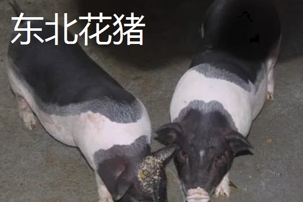 赣中南花猪的简介，体型中等偏大