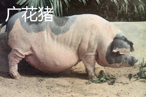 赣中南花猪的简介，体型中等偏大