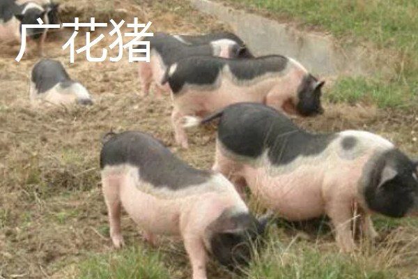 赣中南花猪的简介，体型中等偏大