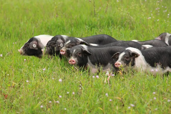 赣中南花猪的简介，体型中等偏大