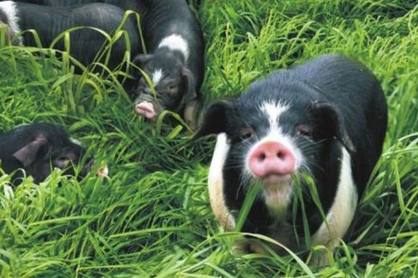 赣中南花猪的简介，体型中等偏大