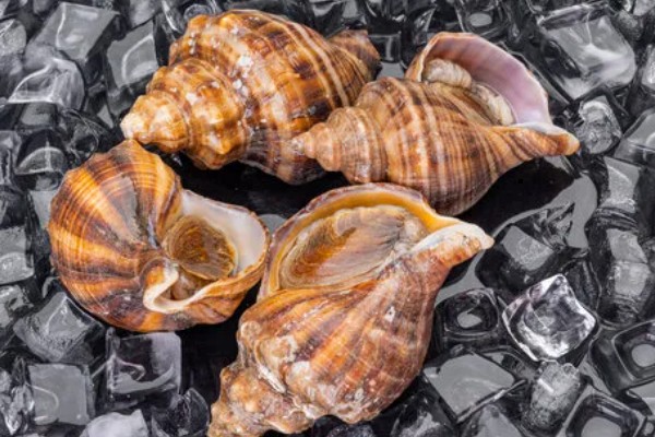 海螺能听到海的声音吗，不一定能听到海的声音