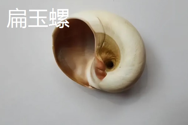 海螺能听到海的声音吗，不一定能听到海的声音