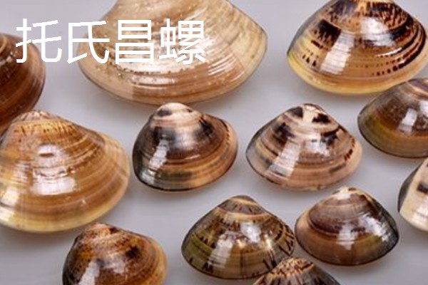 海螺能听到海的声音吗，不一定能听到海的声音