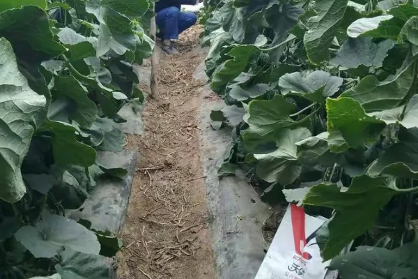 甜瓜追肥用哪种肥料好，一般以氮肥为主