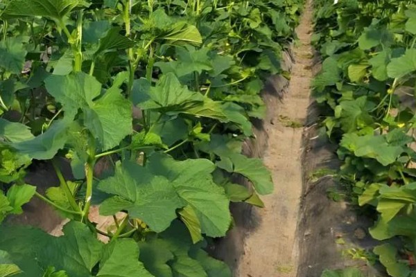 甜瓜追肥用哪种肥料好，一般以氮肥为主