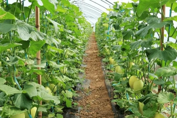 甜瓜追肥用哪种肥料好，一般以氮肥为主