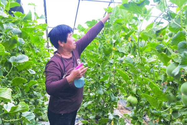 甜瓜追肥用哪种肥料好，一般以氮肥为主